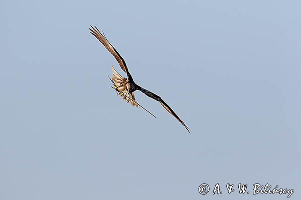 Błotniak stawowy, samica, Circus aeruginosus