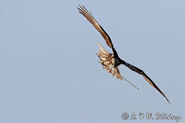 Błotniak stawowy, samica, Circus aeruginosus
