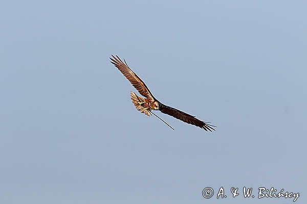 Błotniak stawowy, samica, Circus aeruginosus