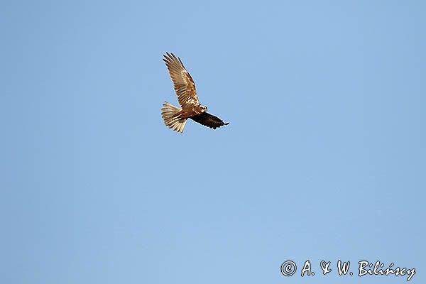 Błotniak stawowy, samica, Circus aeruginosus