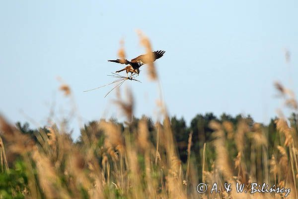 Błotniak stawowy, samica, Circus aeruginosus