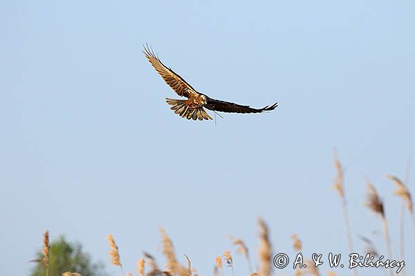 Błotniak stawowy, samica, Circus aeruginosus