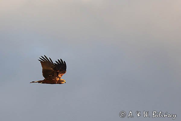 Błotniak stawowy, samica, Circus aeruginosus