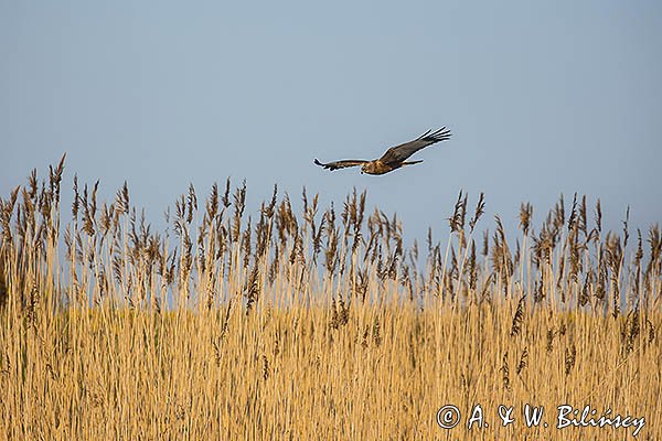 Błotniak stawowy, Circus aeruginosus, sylwetka