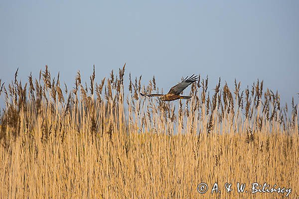 Błotniak stawowy, Circus aeruginosus, sylwetka