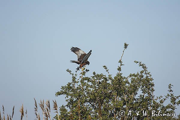 Błotniak stawowy, Circus aeruginosus, sylwetka, samiec
