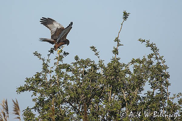 Błotniak stawowy, Circus aeruginosus, sylwetka, samiec