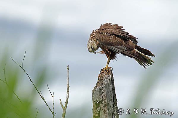 Błotniak stawowy, samiec, Circus aeruginosus