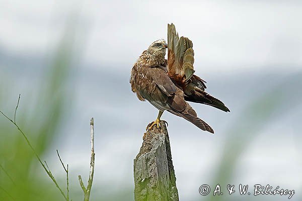 Błotniak stawowy, samiec, Circus aeruginosus
