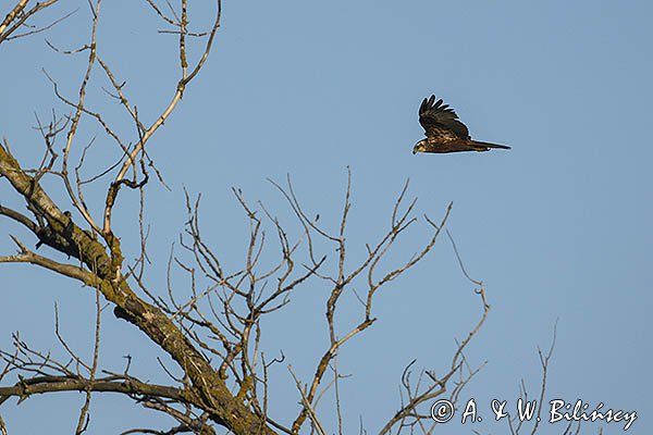 Błotniak stawowy, samiica, Circus aeruginosus