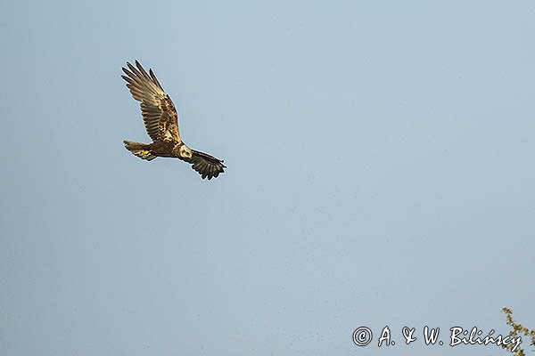 Błotniak stawowy, samica, Circus aeruginosus
