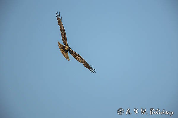 Błotniak stawowy, samica, Circus aeruginosus