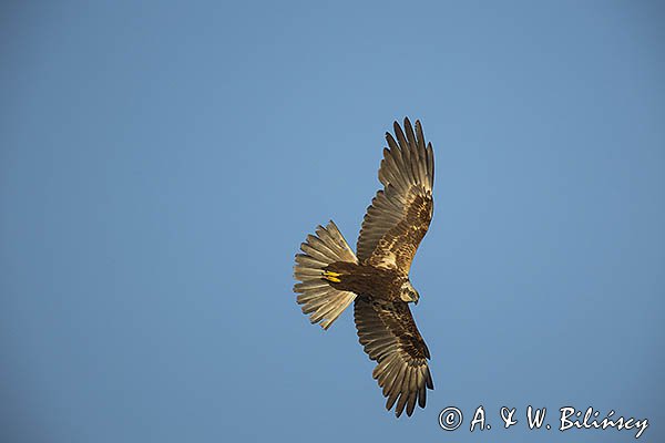Błotniak stawowy, samica, Circus aeruginosus