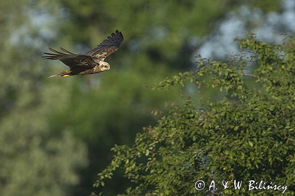 Błotniak stawowy, samica, Circus aeruginosus