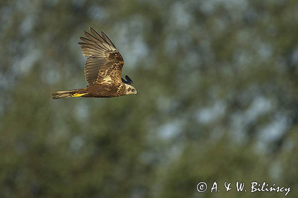 Błotniak stawowy, samica, Circus aeruginosus