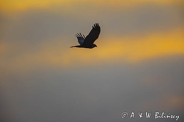 Błotniak stawowy, Circus aeruginosus, sylwetka