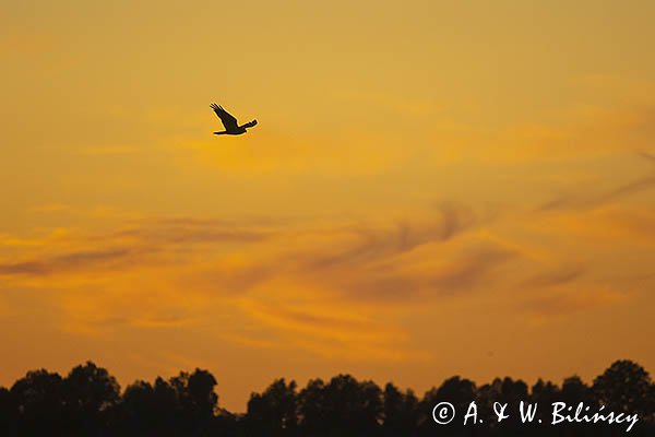 Błotniak stawowy, Circus aeruginosus, sylwetka