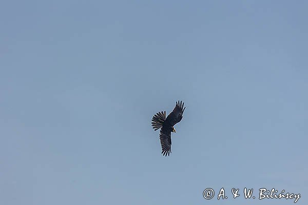 Błotniak stawowy, Circus aeruginosus, samica