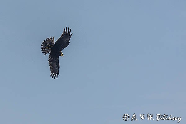 Błotniak stawowy, Circus aeruginosus, samica