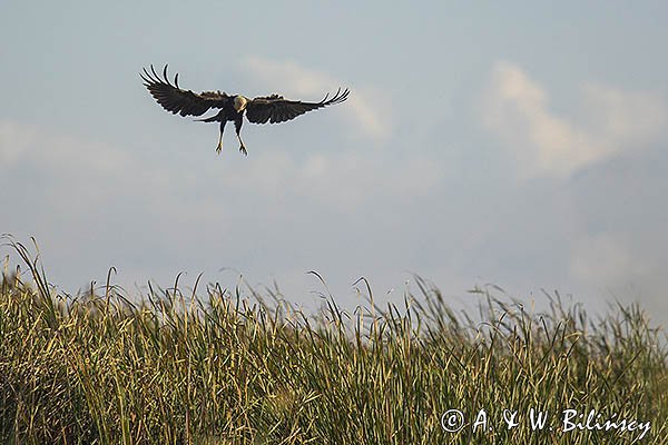 Błotniak stawowy, Circus aeruginosus, samica