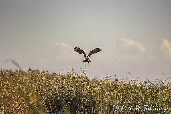 Błotniak stawowy, Circus aeruginosus, samica