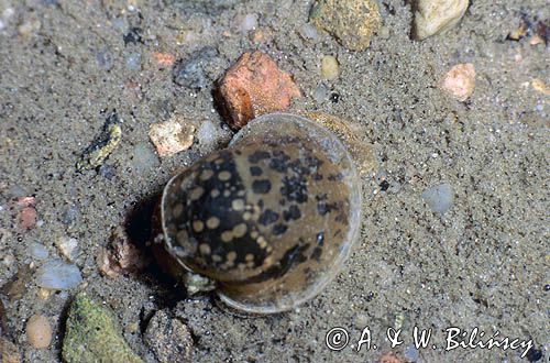 błotniarka uszata, ślimak, Lymnea auricularia, Radix auricularia