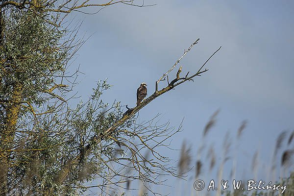 Błotniak stawowy, Circus aeruginosus, samica