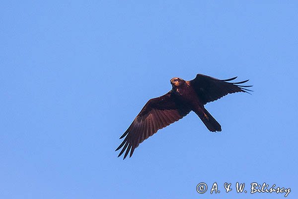 Błotniak stawowy, Circus aeruginosus, sylwetka, samica
