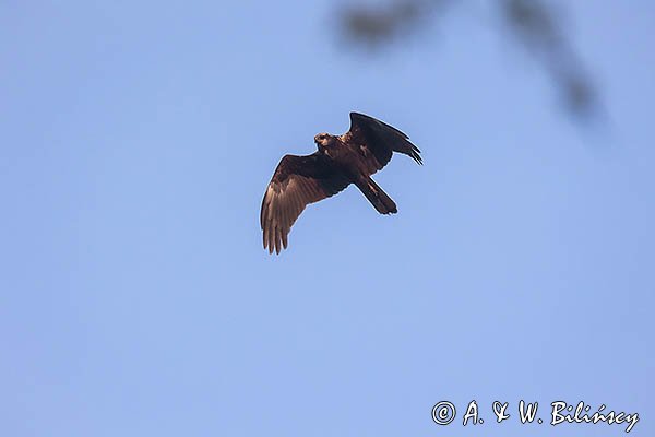Błotniak stawowy, Circus aeruginosus, sylwetka, samica