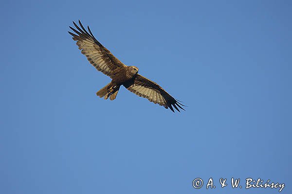 Błotniak stawowy, Circus aeruginosus, samica