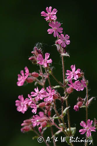 Lepnica dwupienna, bniec czerwony Silene dioica L.) Clairv., syn. Melandrium rubrum Weig.) Garcke)