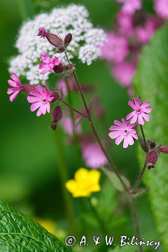 Lepnica dwupienna, bniec czerwony Silene dioica L.) Clairv., syn. Melandrium rubrum Weig.) Garcke)