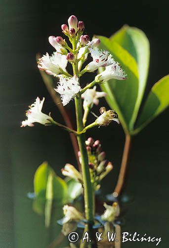 bobrek trójlistkowy, bobrek trójlistny Menyanthes trifoliata L.) .