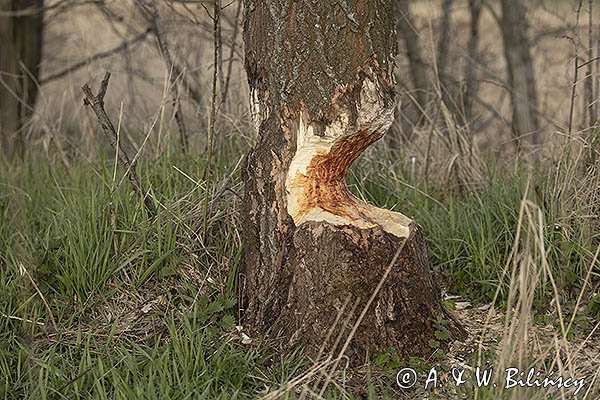 Bóbr, Castor fiber, ślady żerowania