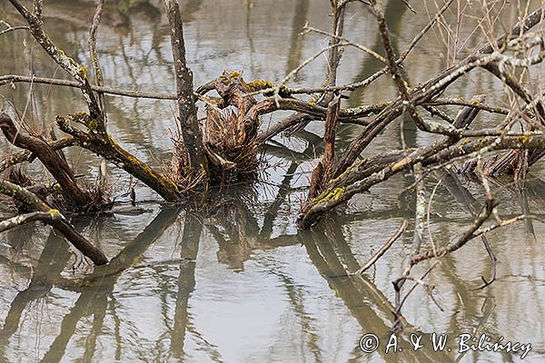 Bobrowisko w Krywem, Bieszczady