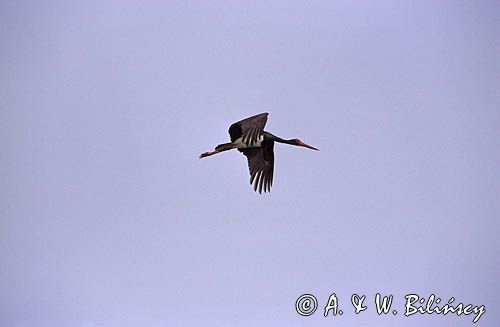 bocian czarny ciconia nigra