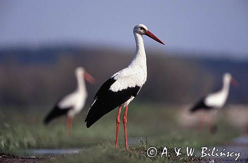 bocian biały ciconia ciconia