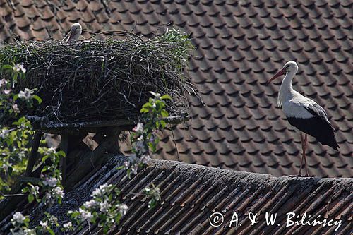 bocian biały/ciconia ciconia/