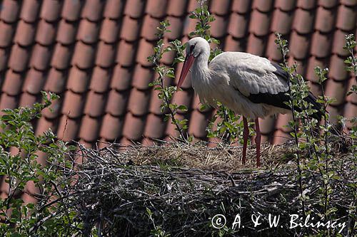 bocian biały/ciconia ciconia/ na gnieździe