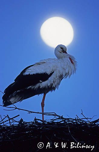 bocian biały Ciconia ciconia)