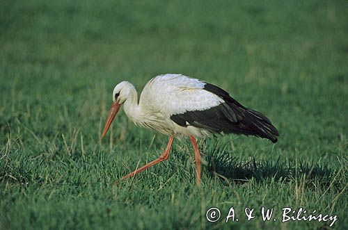 bocian biały na łące, Ciconia ciconia