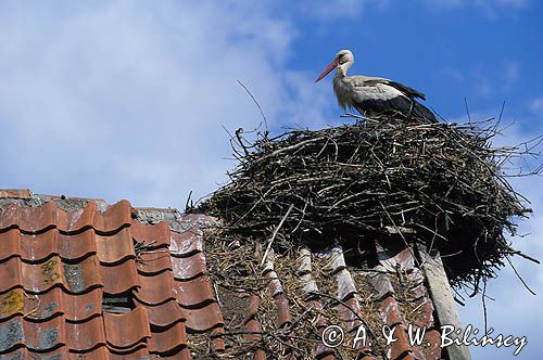 bocian biały na gnieździe Ciconia ciconia