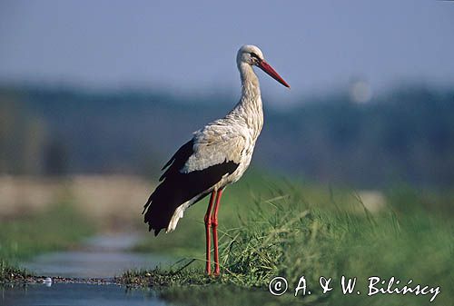 Bocian biały na łące, Ciconia ciconia