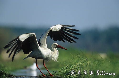 Bocian biały Ciconia ciconia)