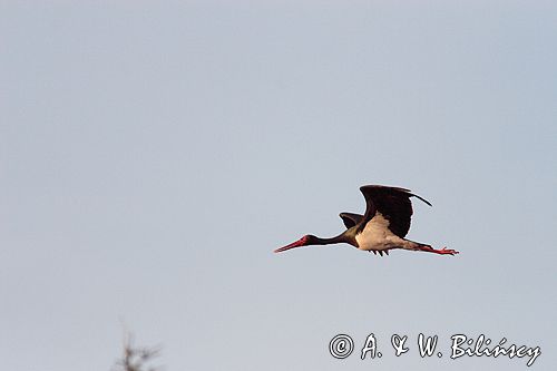 bocian czarny / Ciconia nigra / w locie