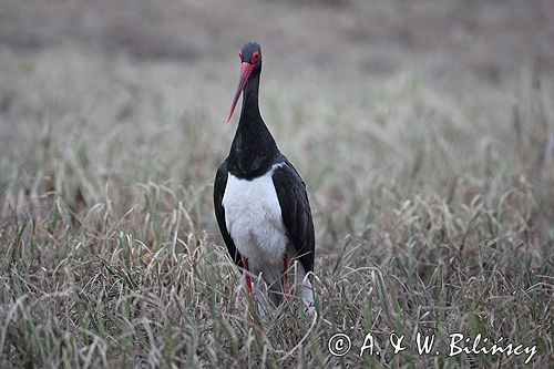 bocian czarny - / Ciconia nigra /