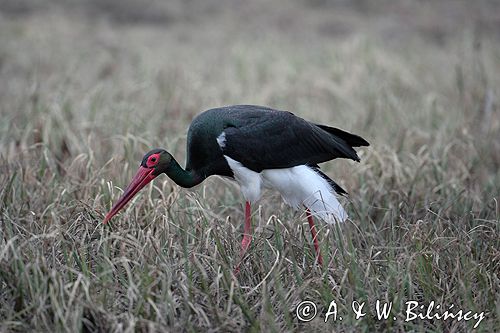 bocian czarny - / Ciconia nigra /