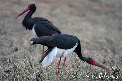 bociany czarne - zaloty / Ciconia nigra /