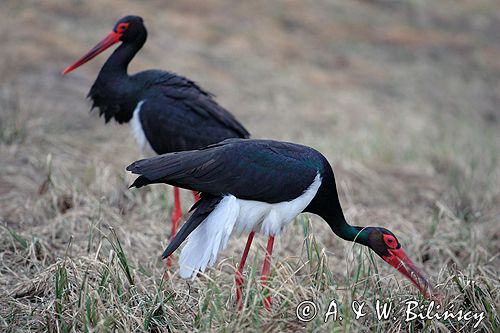 bociany czarne - zaloty / Ciconia nigra /