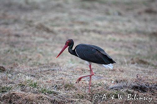 bocian czarny / Ciconia nigra /